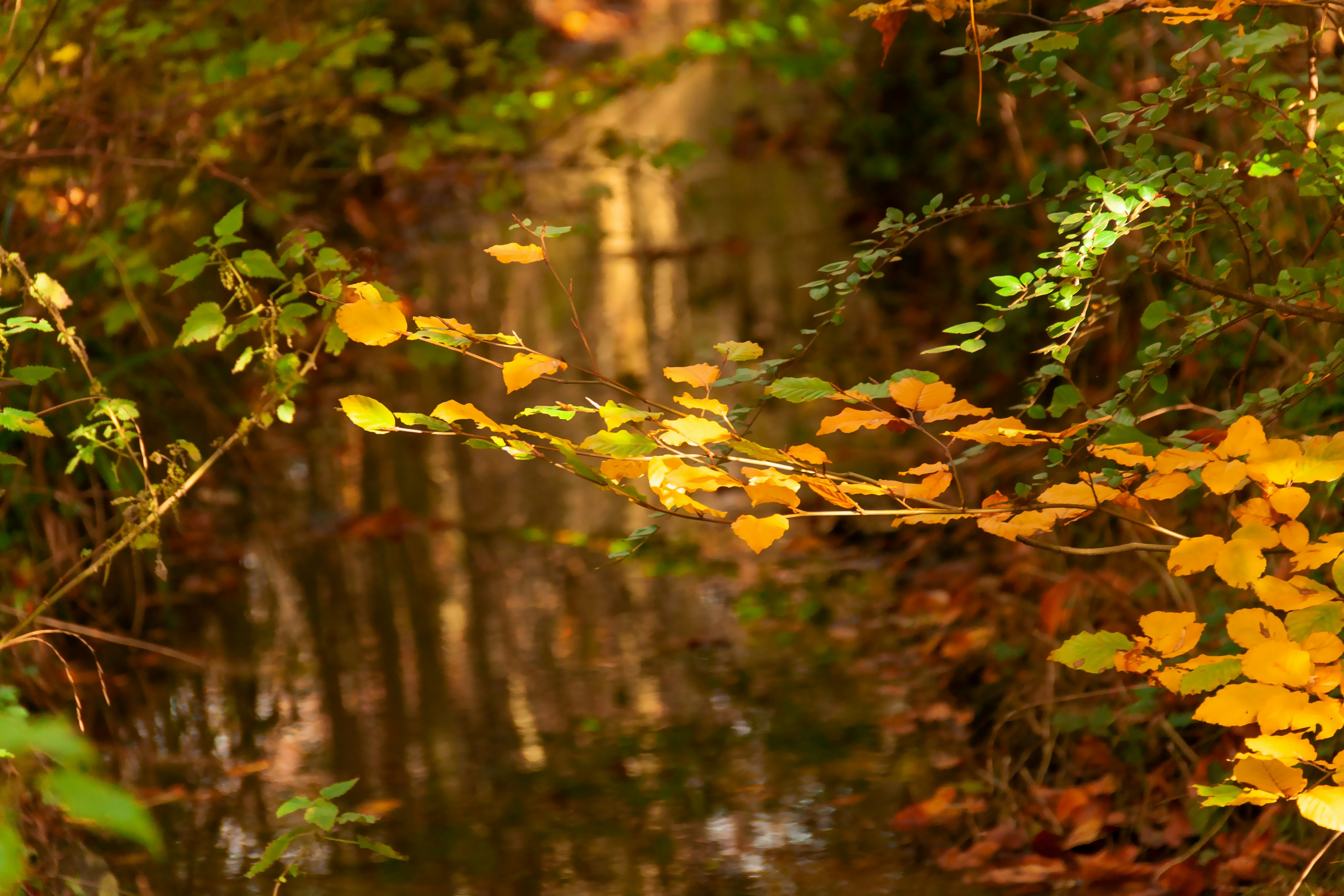 green leaves on tree branch